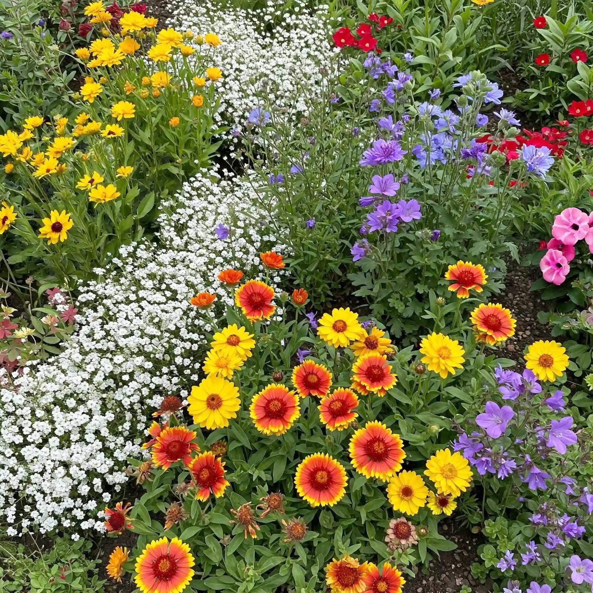 Ferry-Morse Rocky Mountain Mix Bulk Wildflower Seeds, 1lb