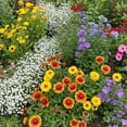 thumbnail image 1 of Ferry-Morse Rocky Mountain Mix Bulk Wildflower Seeds, 1lb, 1 of 11