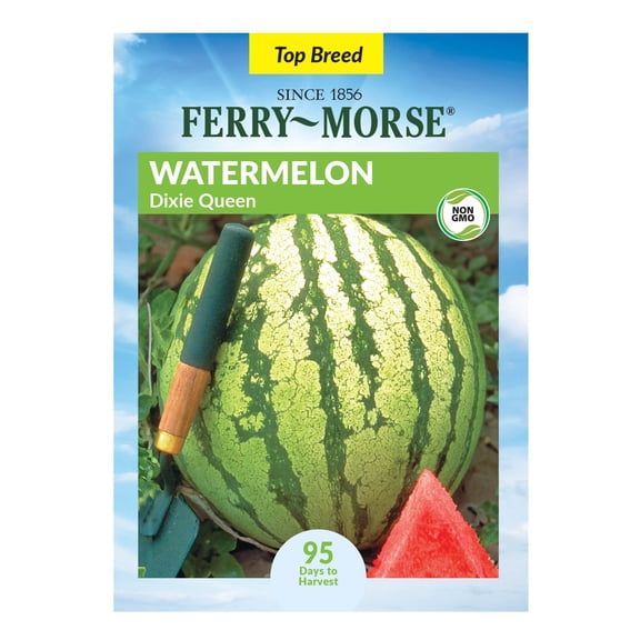 Ferry-Morse 1.2G Watermelon Dixie Queen Annual Fruit Seeds, Full Sun