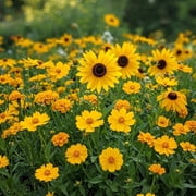 Ferry-Morse Yellow Mix Bulk Flower Seeds, 1lb