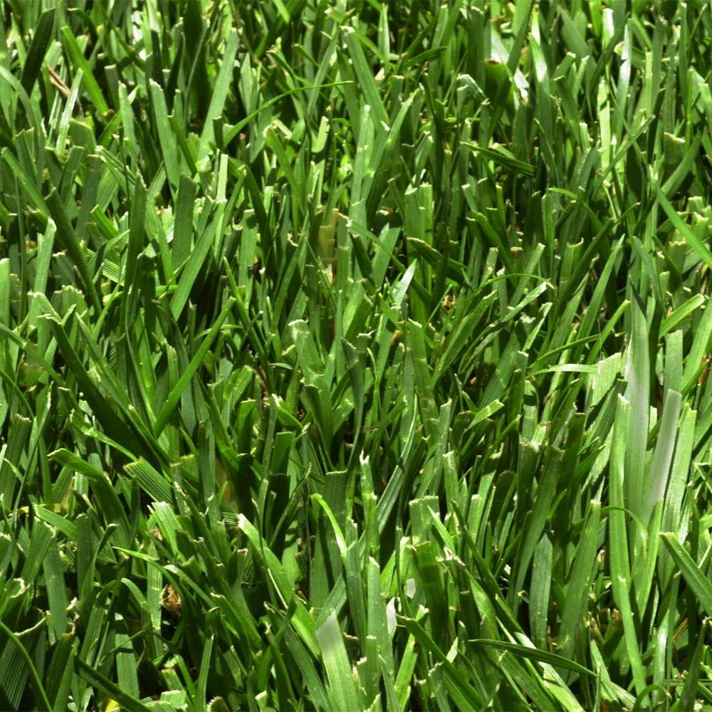 Fescue sod discount