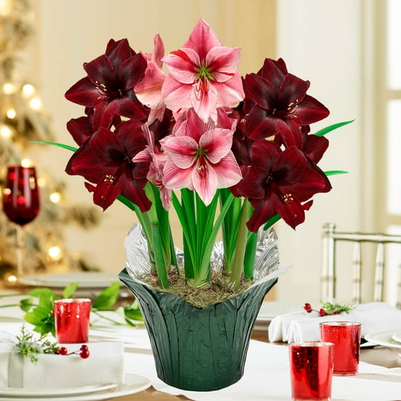 Festival Red and Pink Flowering Amaryllis (Hippaestrum) 3 Bulb Gift Kit, Planted in a Foil Wrapped 9 inch Pot