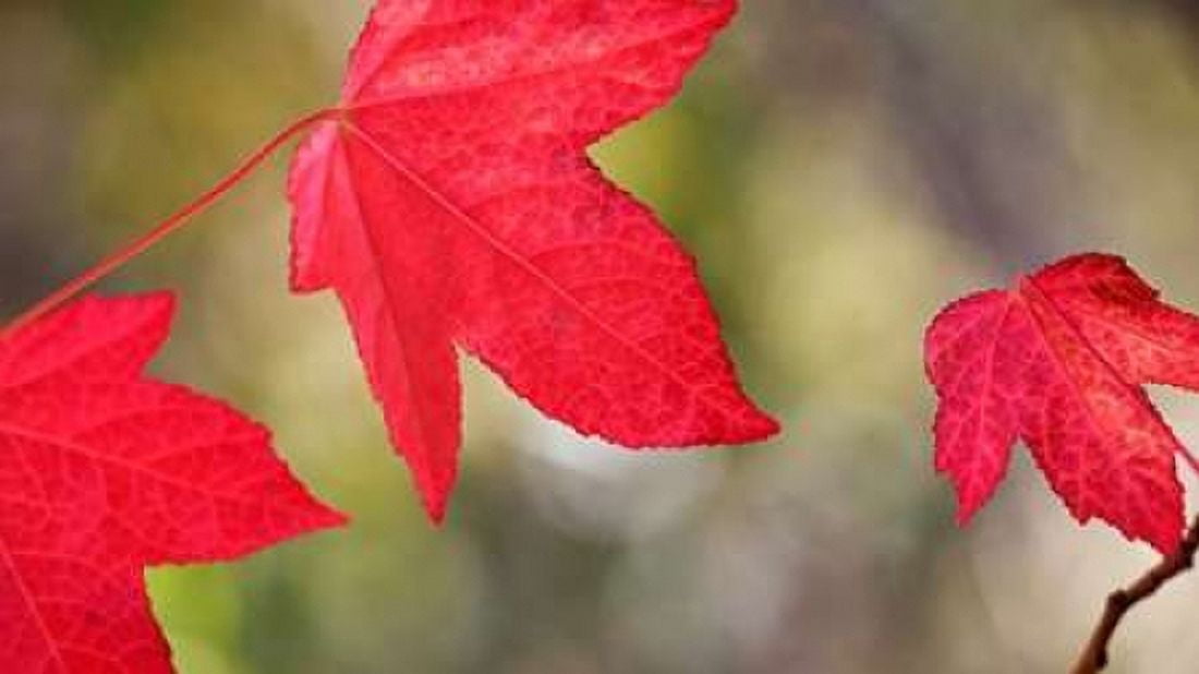 Festive Maple I Canvas Art - Rita Crane (24 x 36)