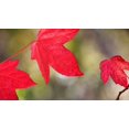 thumbnail image 1 of Festive Maple I Poster Print by Rita Crane (12 x 18), 1 of 1