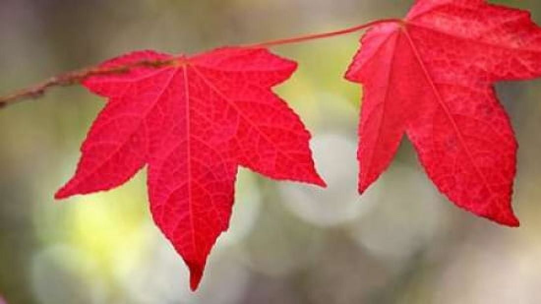 Festive Maple II Canvas Art - Rita Crane (24 x 36)