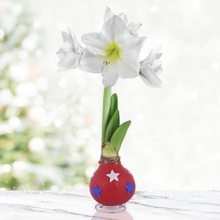 Festive Parade Waxed Amaryllis Flower Bulb with Stand, Grow Real Blooming Indoor Spring Flowers, No Water Needed