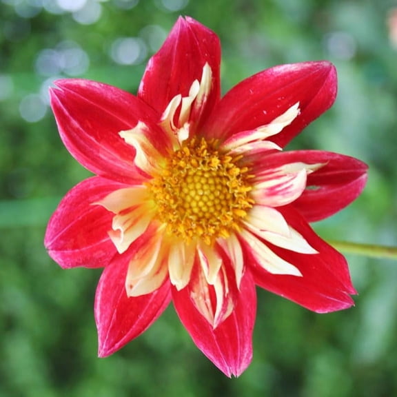Festivo Impression Dahlia Flower Tubers - 3 Bulbs Per Pack - Grows Well in Containers - Good as Cut Flowers - Deer Resistant - Easy to Grow Live Plants