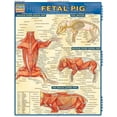 thumbnail image 1 of Fetal Pig (Other), 1 of 2