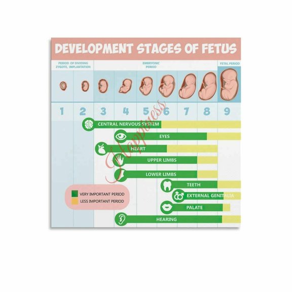 Fetus Development Stages And Organ Growth Timeline Infographic Poster Canvas for Living Room Bedroom Decor