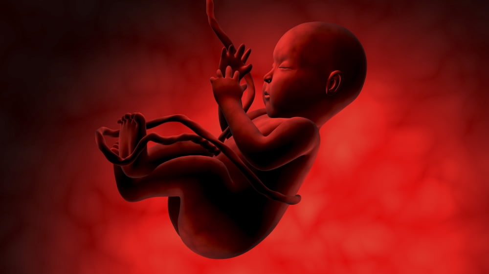 Fetus inside womb Canvas Art - Stocktrek Images (19 x 11)