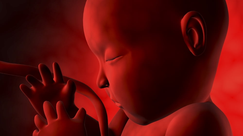 Fetus inside womb Canvas Art - Stocktrek Images (19 x 11)