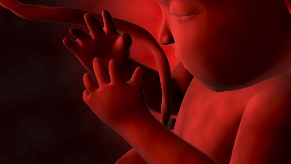 Fetus inside womb Canvas Art - Stocktrek Images (38 x 22)