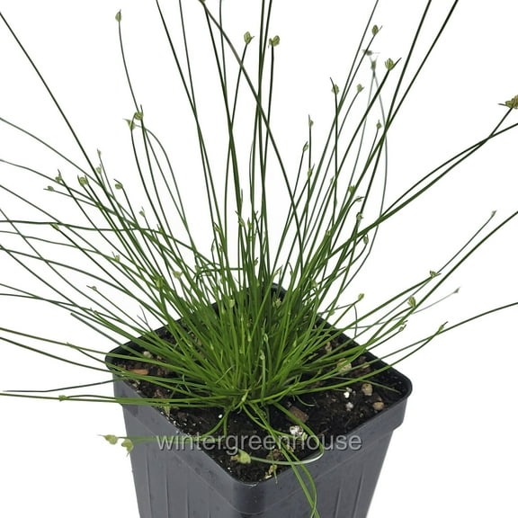 Fiber Optic Grass, Isolepis Cernua, Live Wire Grass - Pot Size: 3" (2.6x3.5") - Houseplants, Plants