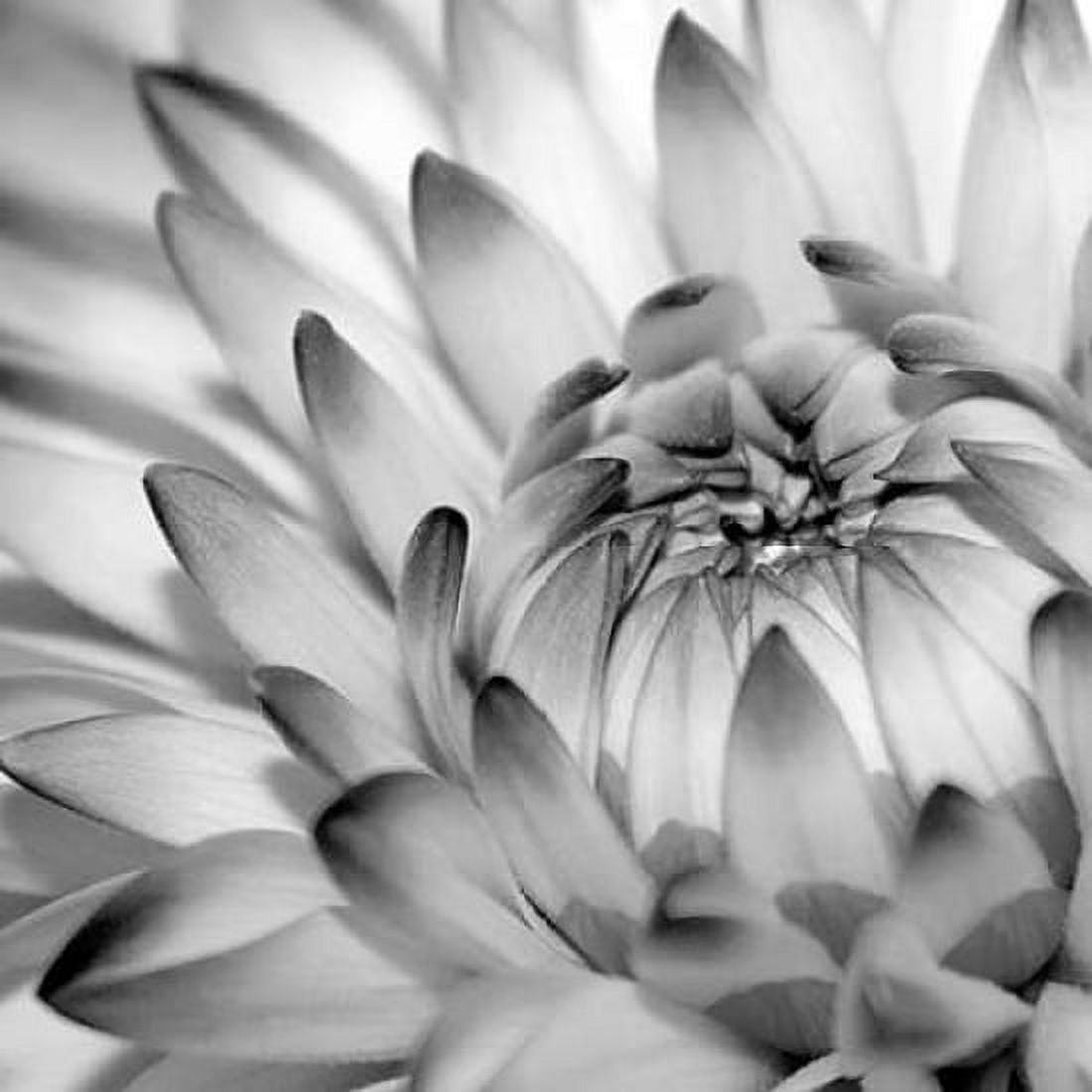 Fibonacci 2 Canvas Art - PhotoINC Studio (24 x 24)