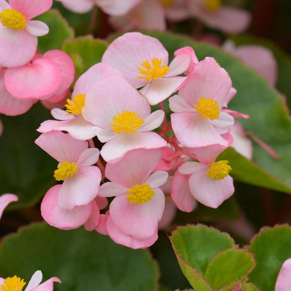 Fibrous Begonia Brandy (light Pink) ~500 Pelleted Seed – Cocktail Series – Annual Flower Seeds for Planting – Compact, Shade-Loving Blooms – Non-GMO Garden Seeds