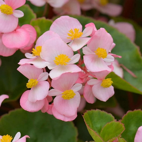 Fibrous Begonia Cocktail Series Plant Seeds (Pelleted): Brandy (Light Pink) - 1000 Seeds - Decorative Flower Plant, Houseplant