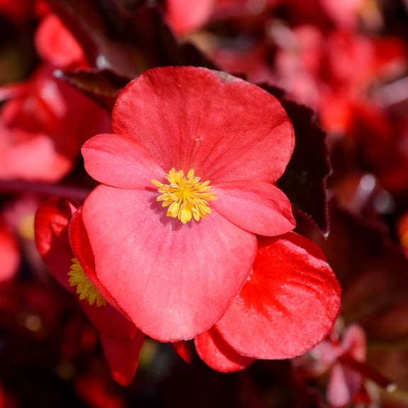 Fibrous Begonia Gin (rose) ~50 Pelleted Seed – Cocktail Series – Annual Flower Seeds for Planting – Compact, Shade-Loving Blooms – Non-GMO Garden Seeds