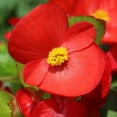 thumbnail image 1 of Fibrous Begonia Vodka (Red) ~50 Pelleted Seed – Cocktail Series – Annual Flower Seeds for Planting – Compact, Shade-Loving Blooms – Non-GMO Garden Seeds, 1 of 5