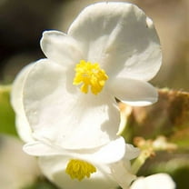 Fibrous Begonia Whiskey (White) ~50 Pelleted Seed – Cocktail Series – Annual Flower Seeds for Planting – Compact, Shade-Loving Blooms – Non-GMO Garden Seeds