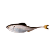thumbnail image 1 of 6th Sense Fiction Shad 3.4 in Soft Plastic Swimbait Realistic Baitfish Profile Bass Fishing Lure, 1 of 4