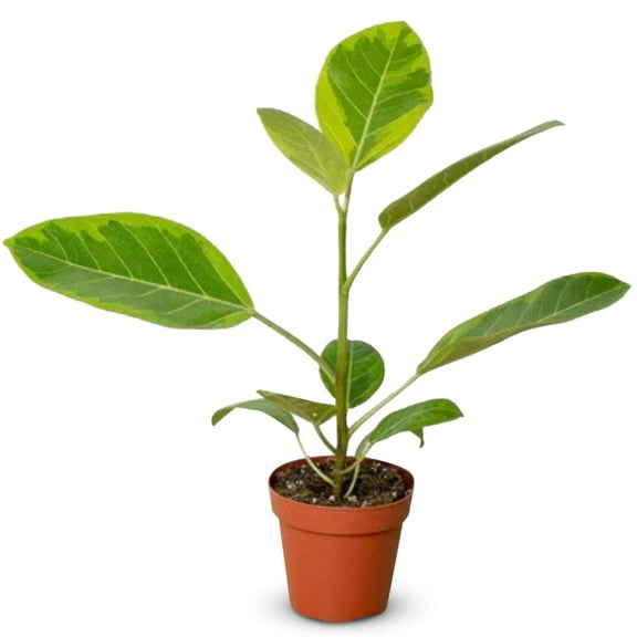 Ficus Altissima Yellow Gem Live Plant for Indoor | Different Houseplants in 4'' & 6'' Pot | Real House Plant for Living Room, Office & Desk | Yellow Gem | Lofty Fig | False Banyan