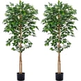 thumbnail image 1 of Ficus Artificial Trees- 5Ft Tall Silk Ficus Tree with Realistic Leaves and Natural Trunk Faux Tree in Stable Pot Aesthetic Room Decor (5Ft - 2Packs)…, 1 of 5