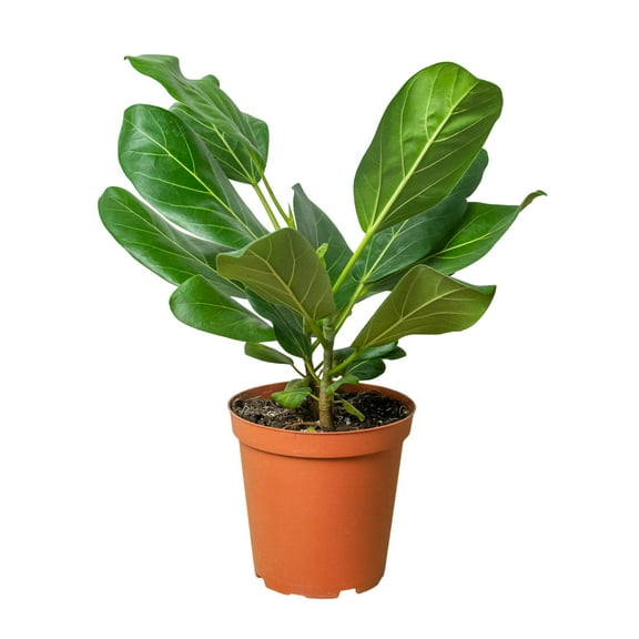 Ficus 'Audrey', 6" Pot, Indoor Houseplant, Easy Care, Live Plant for Indoor & Outdoor