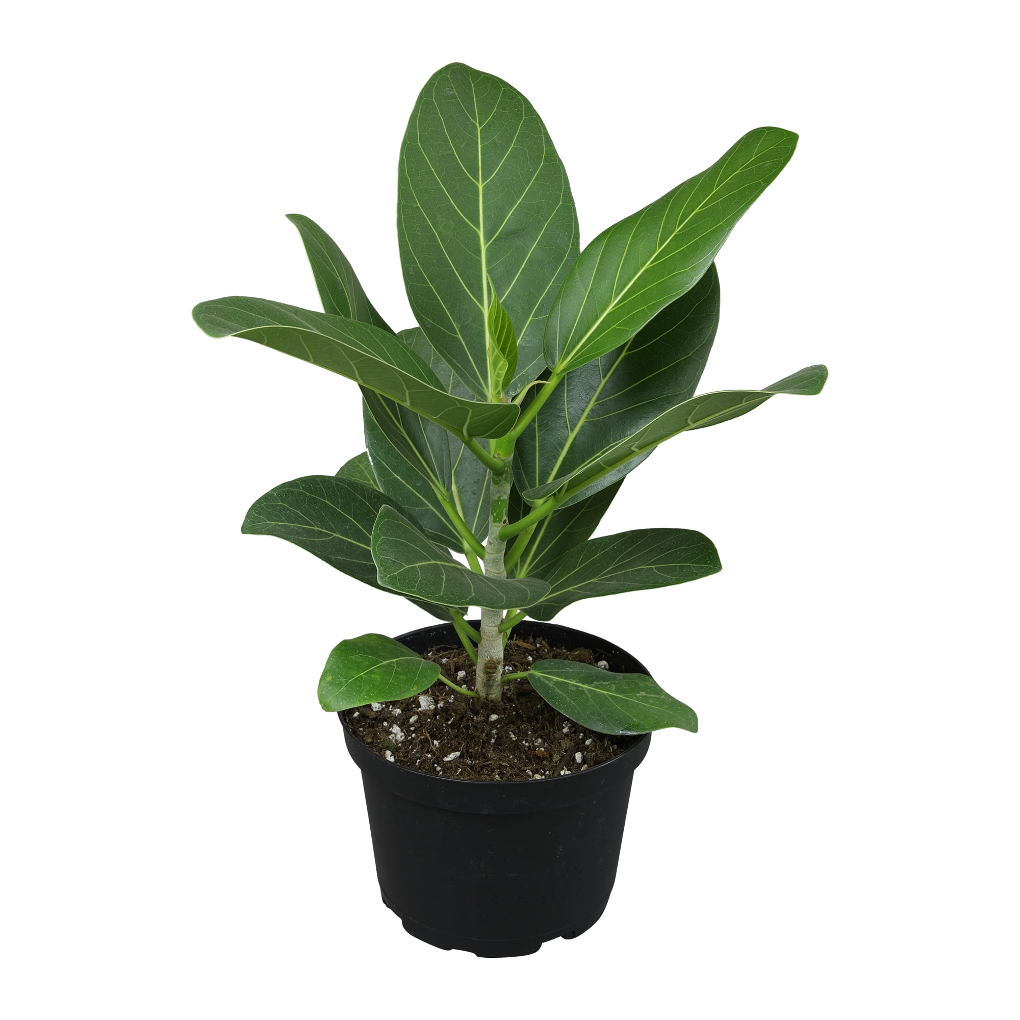 Ficus Audrey Banyan Tree, Indoor Houseplant | 6in. Grow Pot; Filtered Sun | Element by Altman Plants
