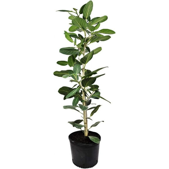 Ficus Audrey Column - Live Plant in a 10 Inch Pot - Ficus Benghalensis - Beautiful Ornamental Interior Tree