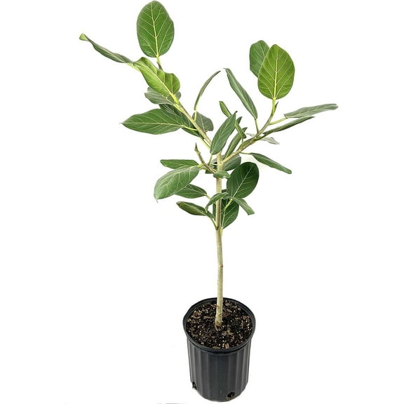 Ficus Audrey Standard - Live Plant in a 10 Inch Pot - Ficus Benghalensis - Beautiful Ornamental Interior Tree