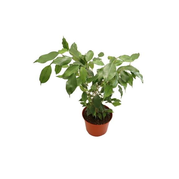 Ficus Benjamina - 6'' from California Tropicals