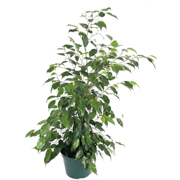 Ficus Benjamina Live Plant, 2-3FT Tall, in 8 Inch Pot, Air Purifying