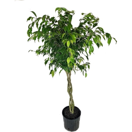 Ficus Benjamina Weeping Fig Braided Tree - Live Plant in a 10 Inch Pot - Ficus Benjamina - Beautiful Ornamental Interior Tree