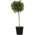 thumbnail image 1 of Ficus Benjamina Weeping Fig Standard - Live Plant in a 10 Inch Pot - Ficus Benjamina - Beautiful Ornamental Interior Tree, 1 of 5