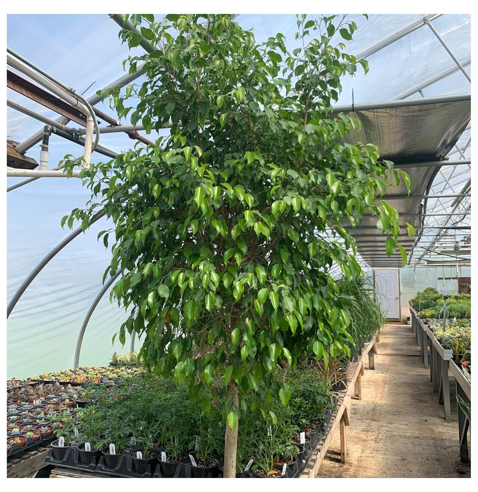 Ficus Benjamina Weeping Fig Standard Live Plant in a 10 Inch Pot