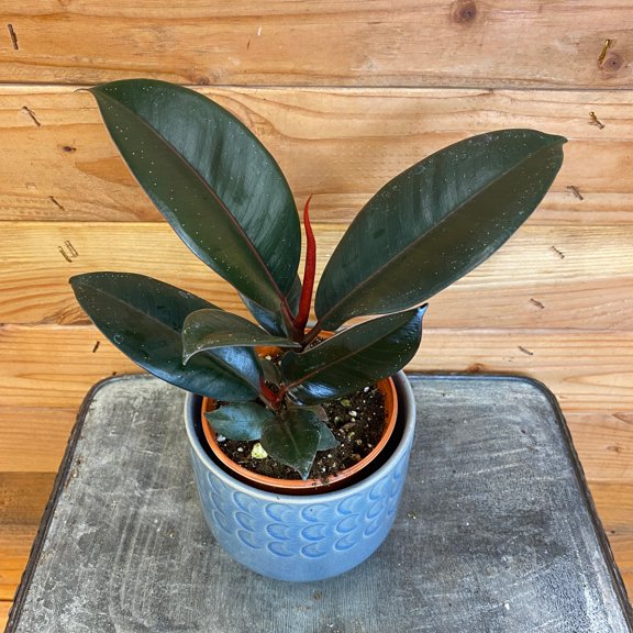 Ficus Burgundy, 4" Plant, The Plant Farm