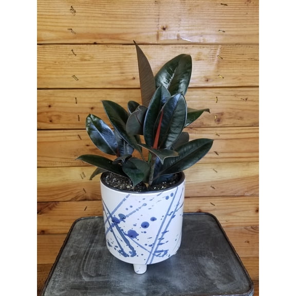 Ficus Burgundy, 6" Plant