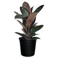 Ficus Burgundy Rubber, Live Plant, Easy Care Indoor Tree, Large