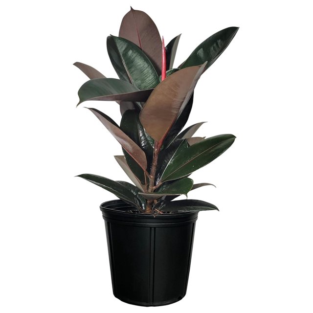 Ficus Burgundy Rubber, Live Plant, Easy Care Indoor Tree, Large