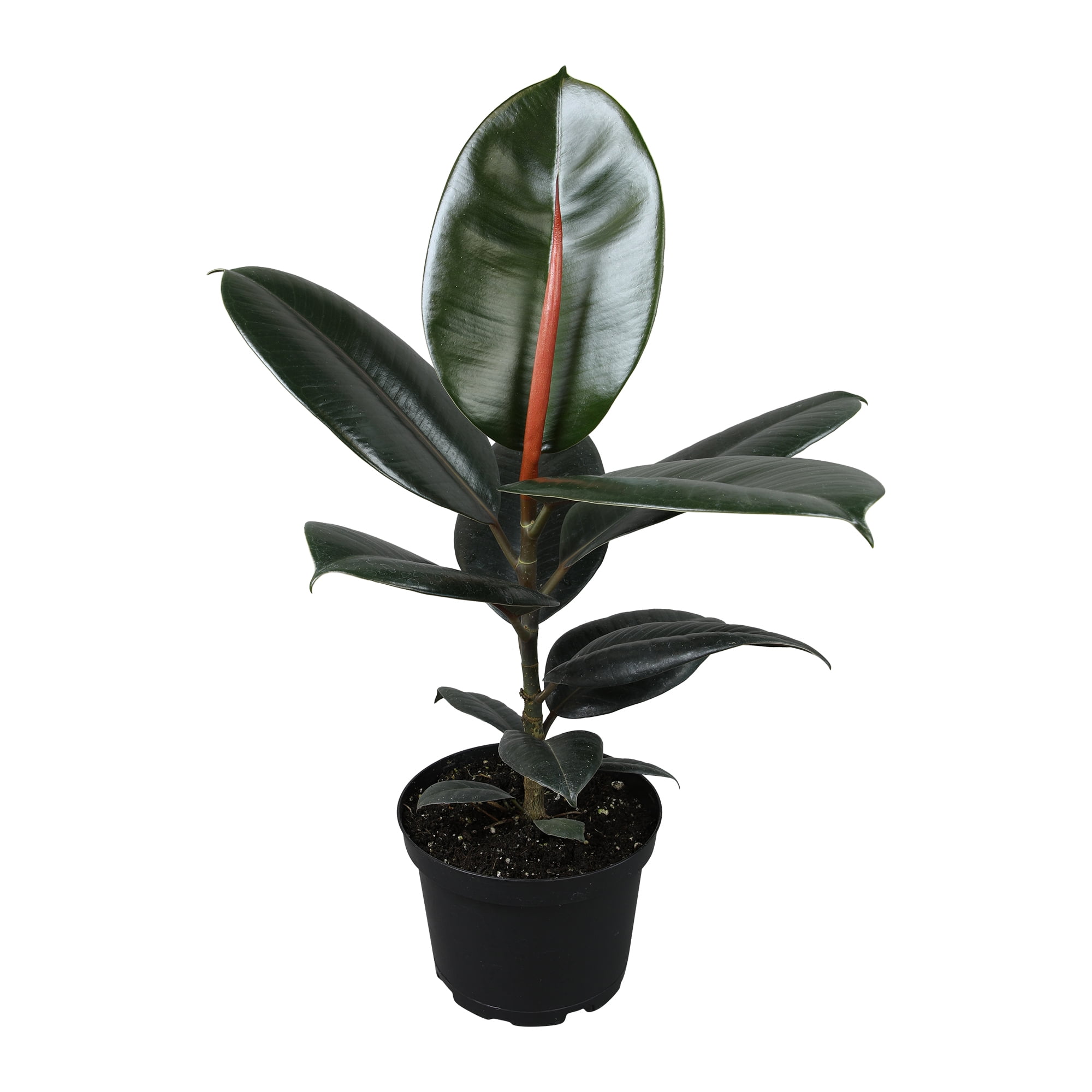 Ficus Burgundy Rubber Tree in Black Plastic Planter