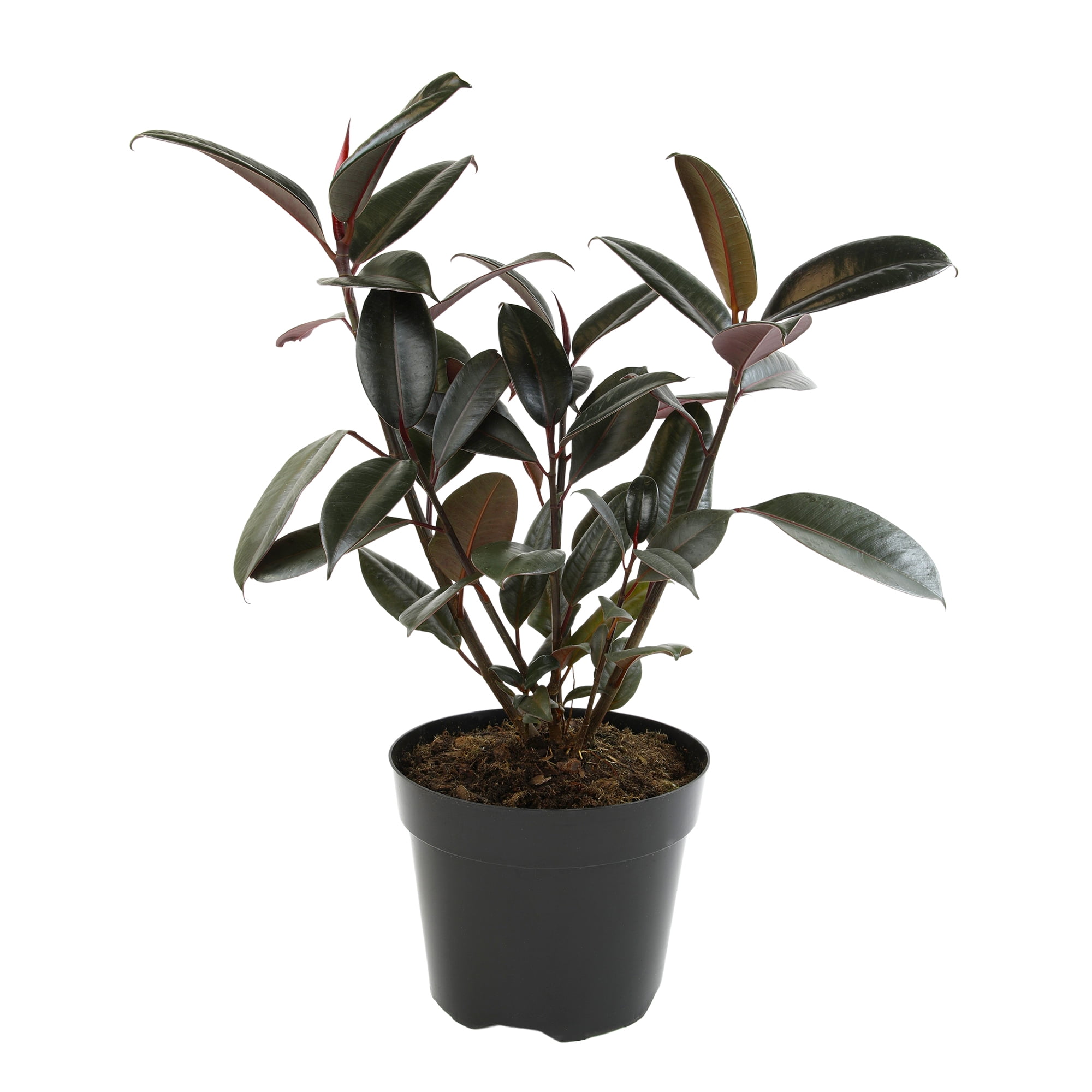 Burgundy Ficus Rubber Tree in Black Plastic Planter