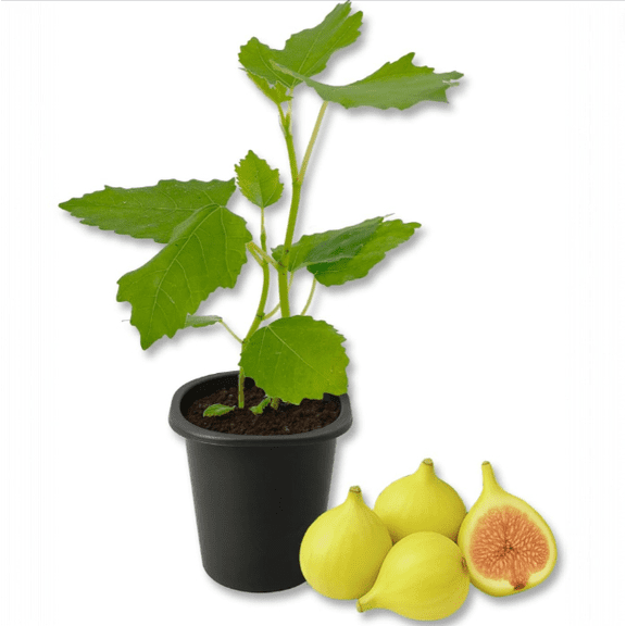Ficus Carica Louisiana Gold Fig Tree, Live Starter Plant for Planting, LSU Gold Fig Tree, Fruit Tree, 4-8 Inch Tall, No Ship Pot