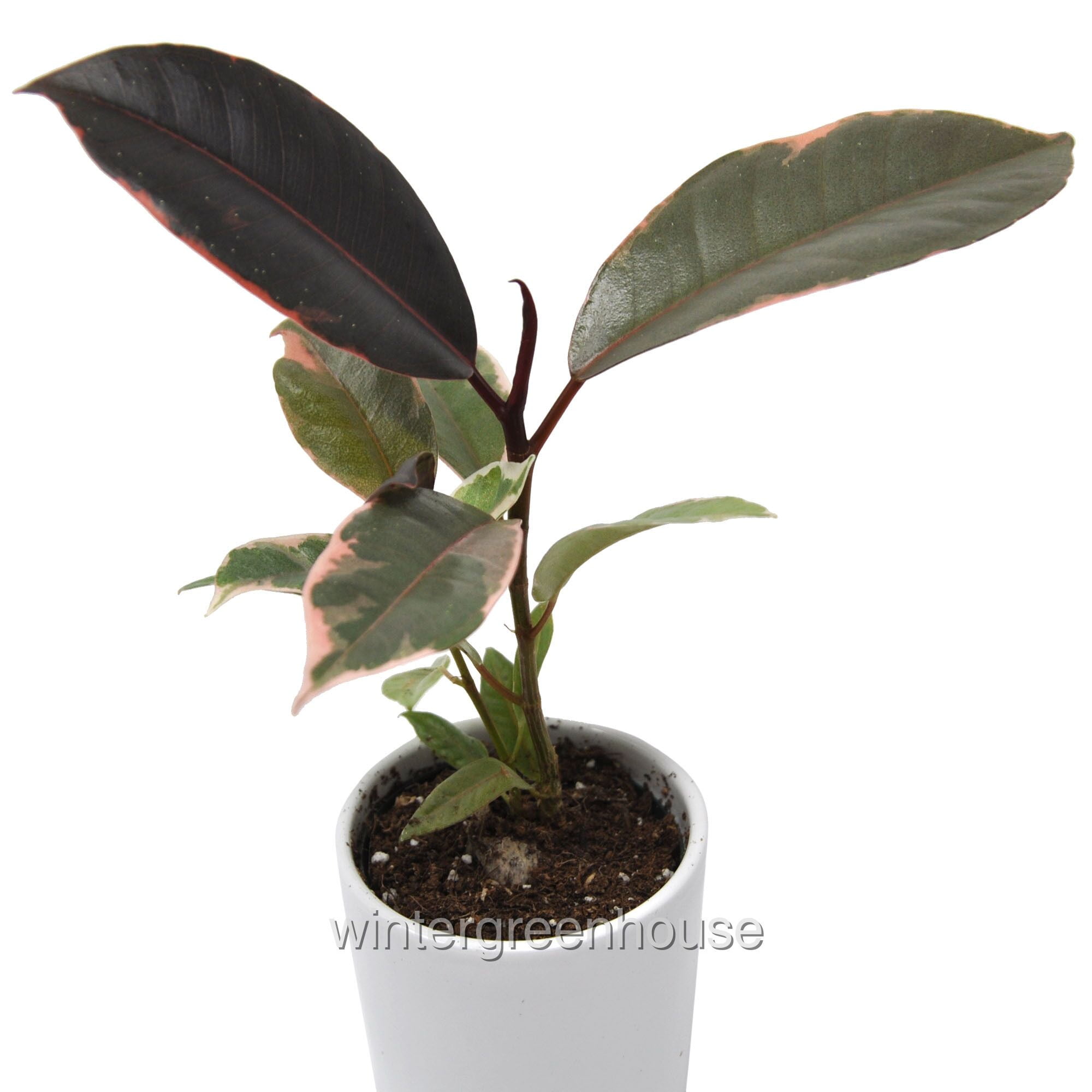 Ficus Elastica Belize, Variegated Rubber Plant Pot Size 3" Clay