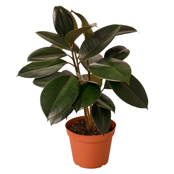 Ficus Elastica 'Burgundy', 6" Pot, Indoor Houseplant, Easy Care, Live Plant for Indoor & Outdoor