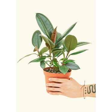 Ficus Elastica 'Burgundy' Live Green Plant in 6" Pot