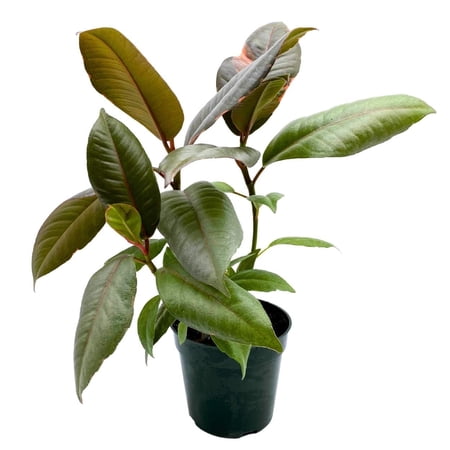Ficus Elastica Ruby, 4 inch Ficus Ruby Indian Rubber Tree