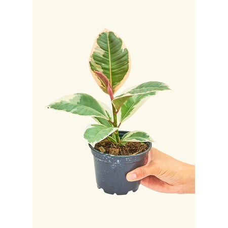 Ficus Elastica 'Ruby' Live Green Plant in 4" Pot