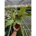 thumbnail image 1 of Ficus Elastica Shivereana "Moonshine" - Live Air-Purifying Indoor Plant in Nursery Pot – Easy Care, Low Maintenance Houseplant for Home & Office Decor, Natural Air Cleaner, Best for Beginners (6"Pot), 1 of 11