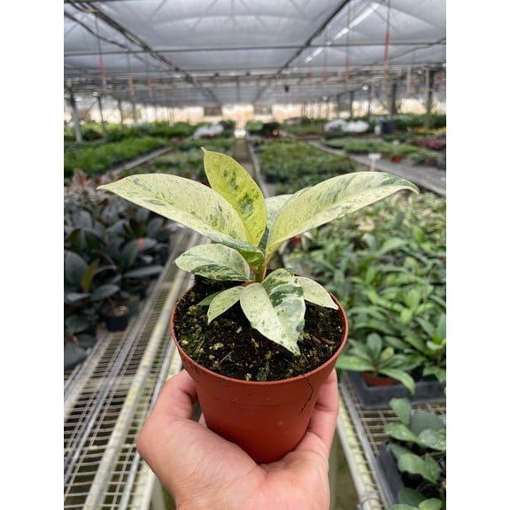 Ficus Elastica Shivereana "Moonshine" - Live Air-Purifying Indoor Plant in Nursery Pot – Easy Care, Low Maintenance Houseplant for Home & Office Decor, Natural Air Cleaner, Best for Beginners (4"Pot)