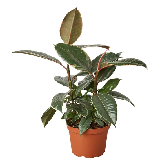 Ficus Elastica Tineke Variegated Rubber Plant - Live Air-Purifying Indoor Plant in Nursery Pot – Easy Care, Low Maintenance Houseplant for Home & Office Decor, Natural Air Cleaner, Best for Beginners
